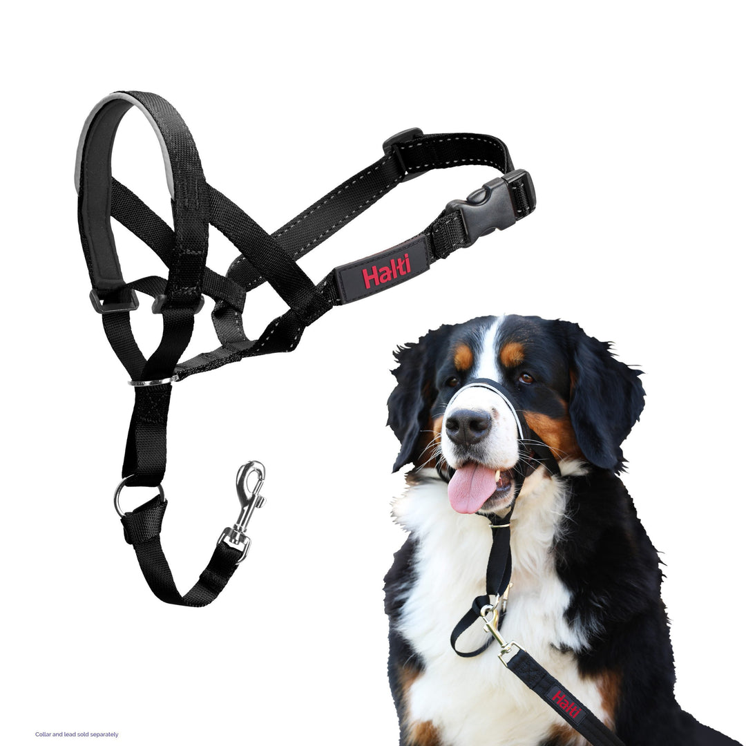 Halti Head Collar in black shown on its own and fitted on a Bernese Mountain Dog