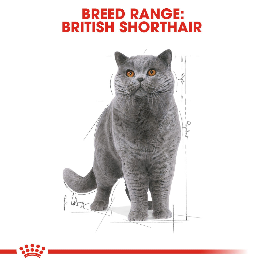 Royal Canin breed range: British Shorthair cat