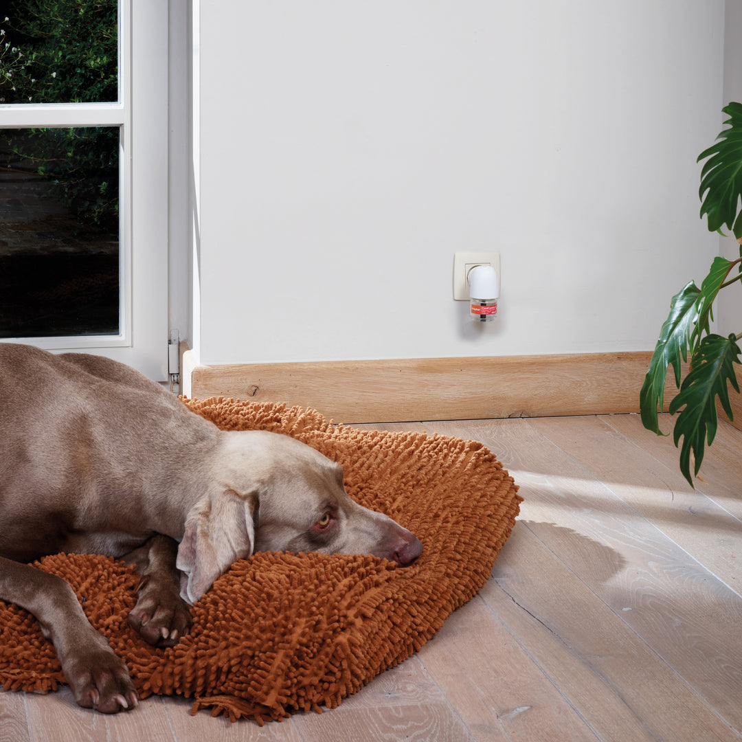 Dog resting calmly on its bed with Beaphar CaniComfort diffuser plugged in at home
