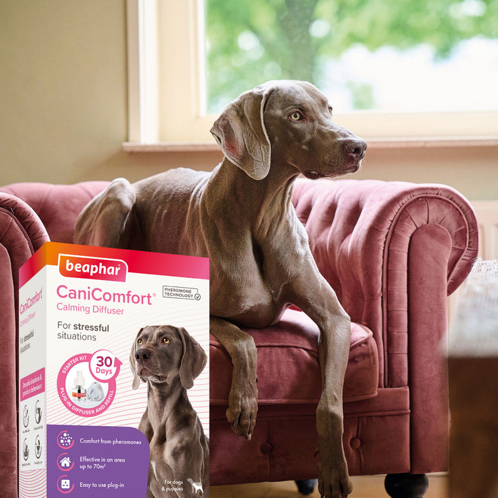 Beaphar CaniComfort Calming Diffuser pack with a relaxed dog on an armchair