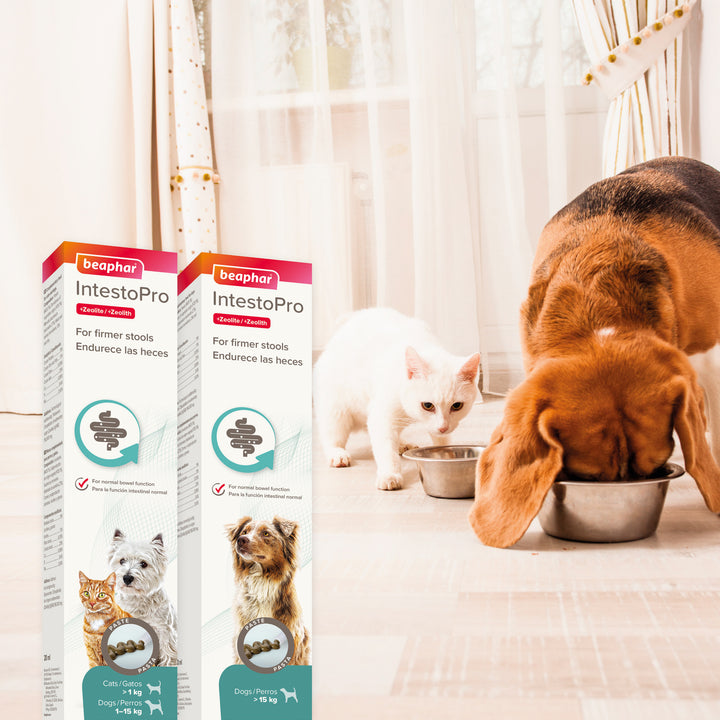 Beaphar IntestoPro Paste packs beside a cat and a dog eating from bowls