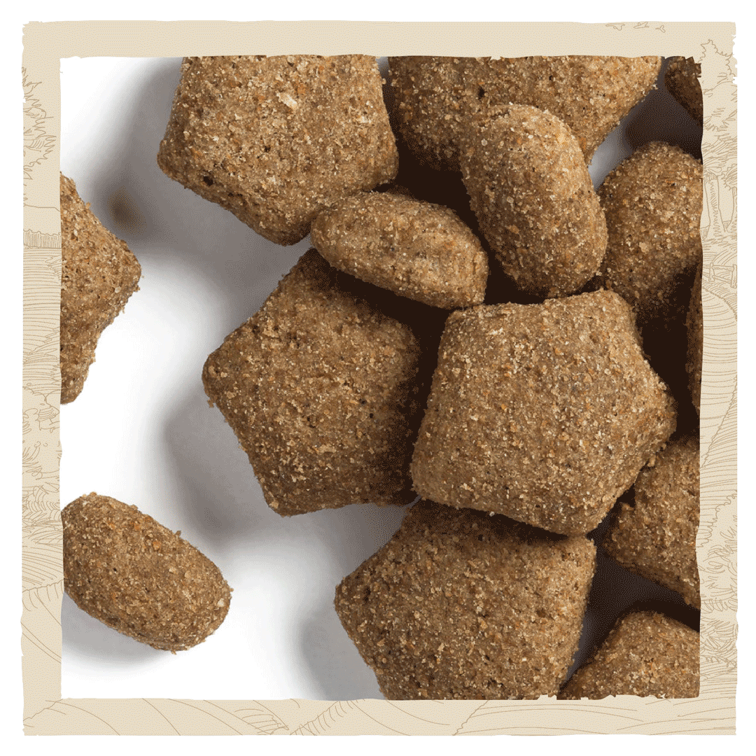 Purina Beta Light Turkey dry dog food kibbles close up