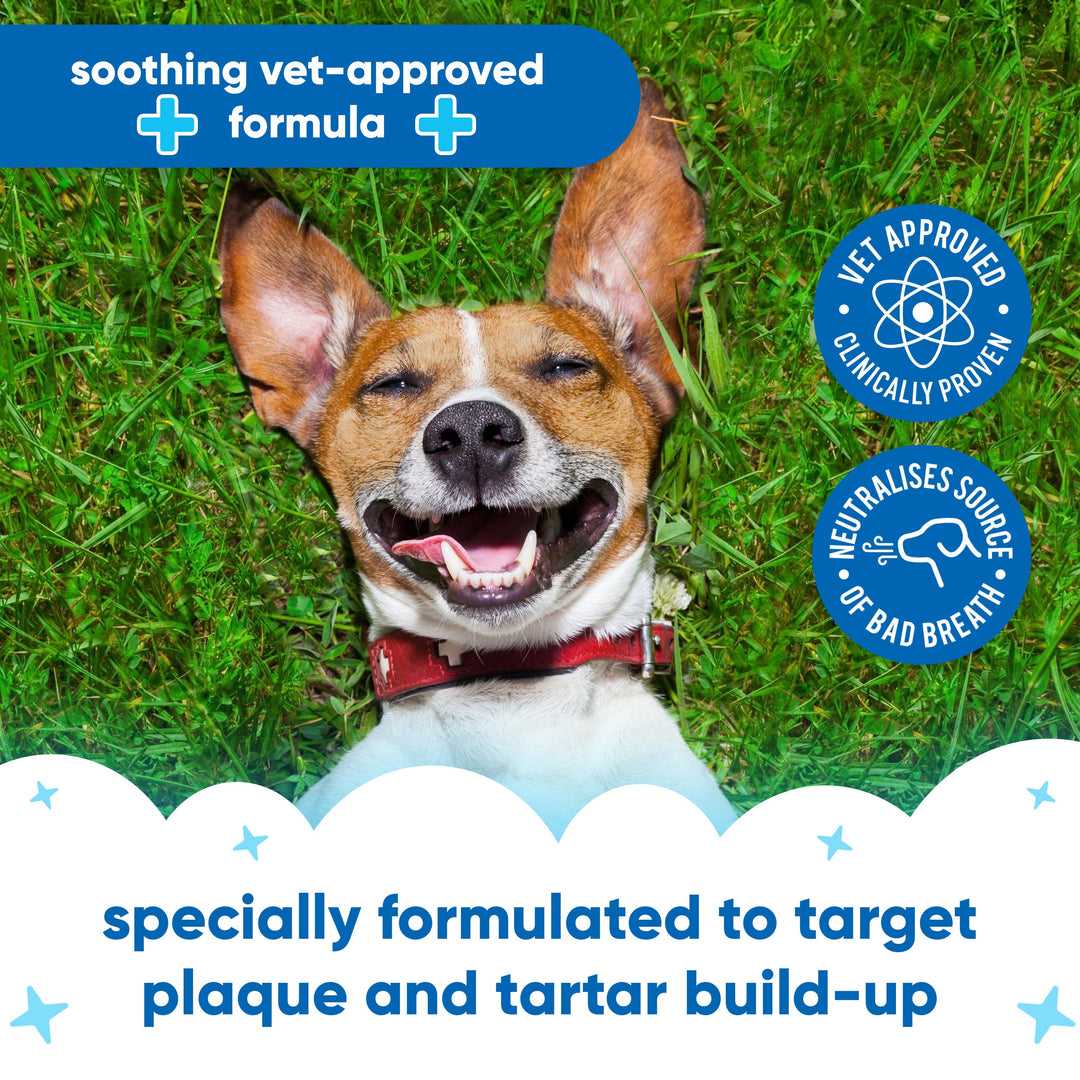 Buddycare Antiseptic Dental Spray benefits: vet approved formula that targets plaque and tartar build up