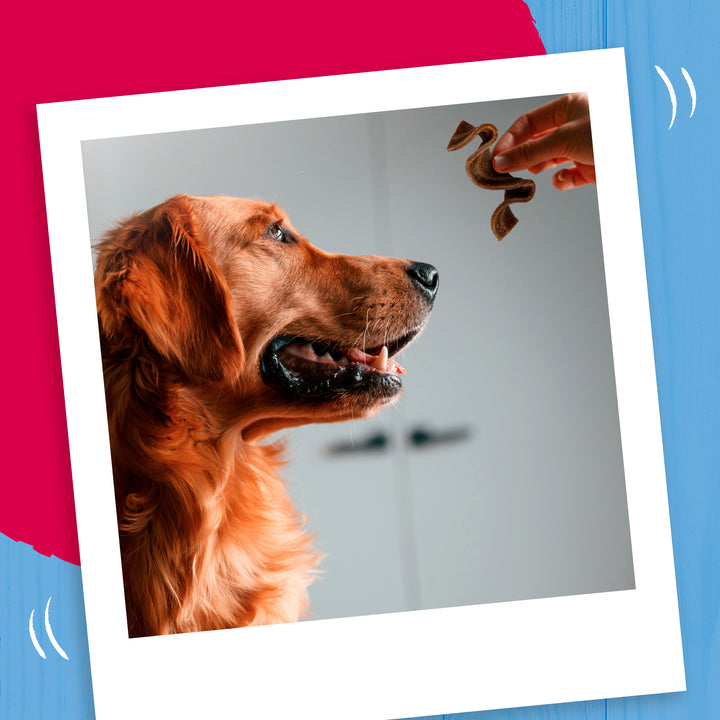 Golden retriever being offered a Bakers Sizzlers bacon treat