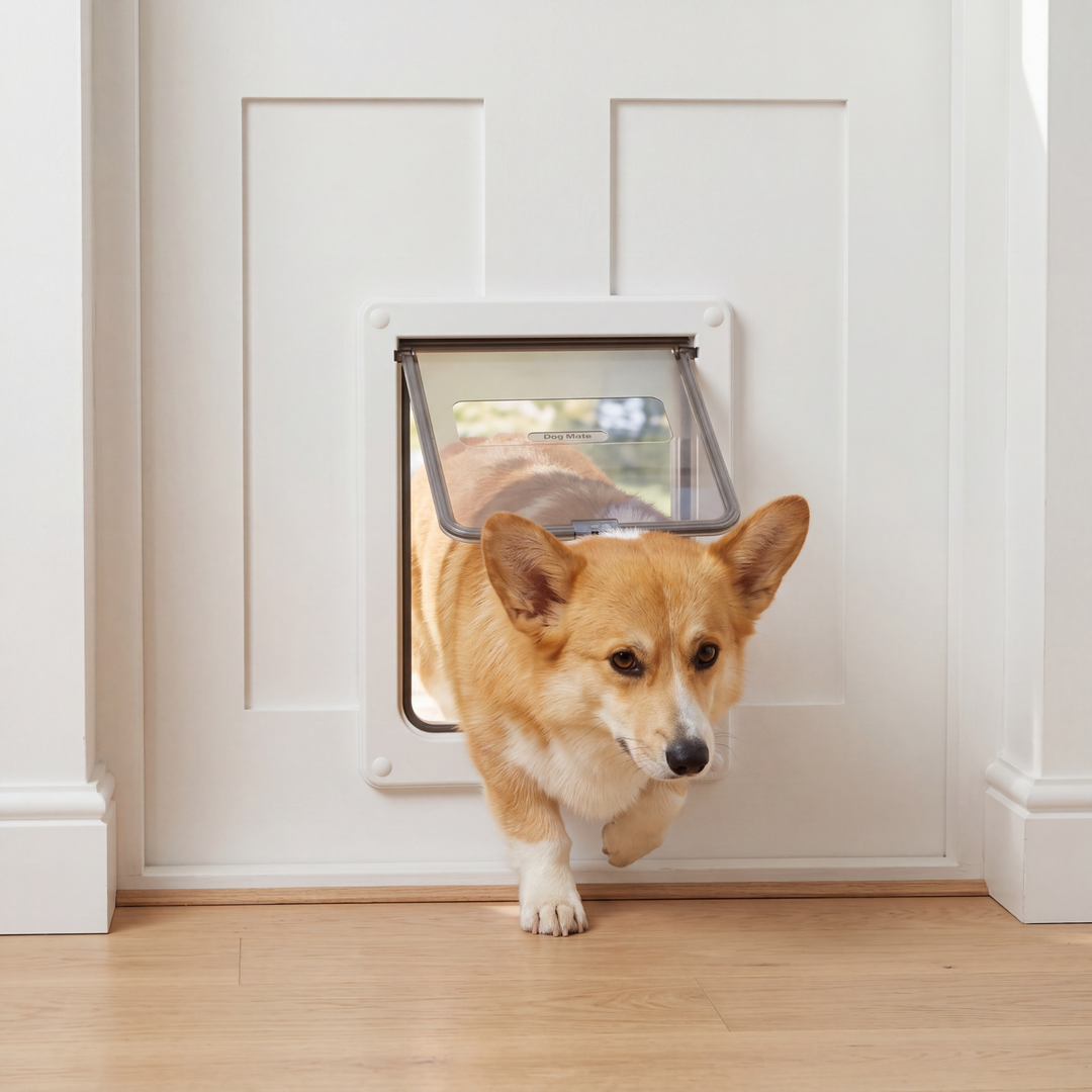 Corgi walking through a white Dog Mate 215 medium dog door fitted in an interior door