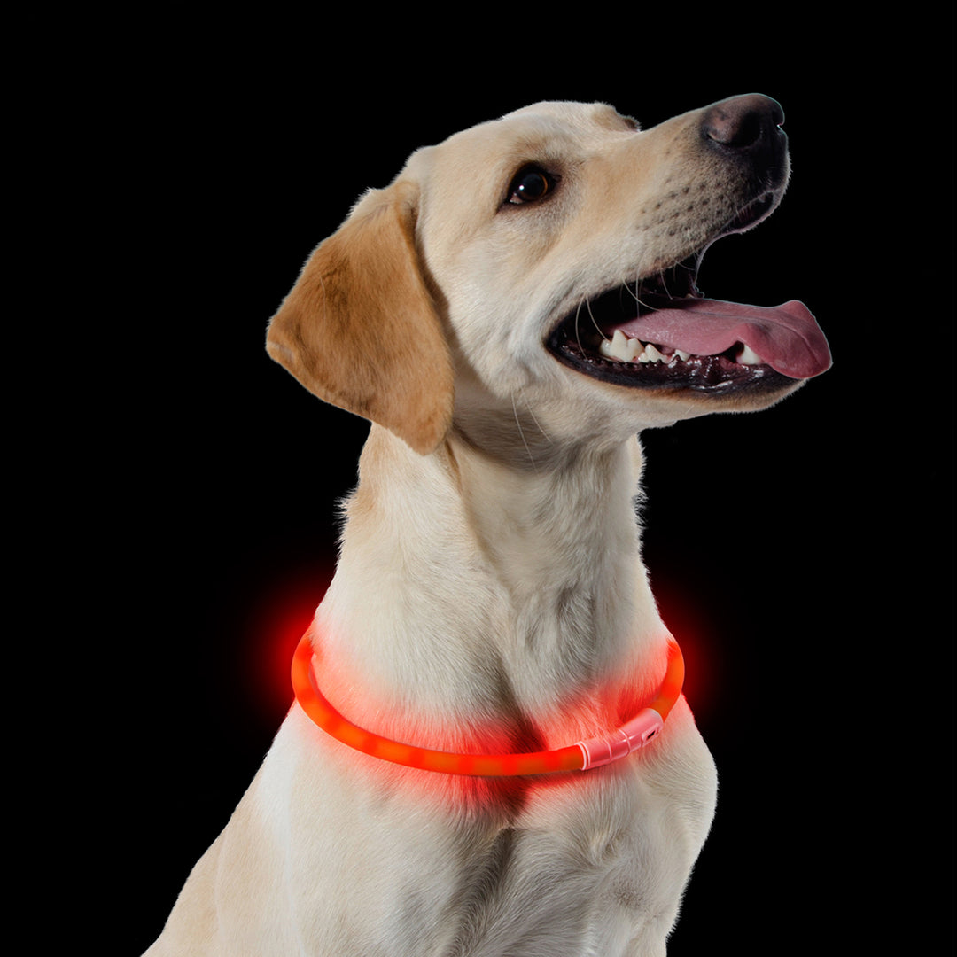Dog wearing the Ancol Safety Halo flashing band lit up in the dark