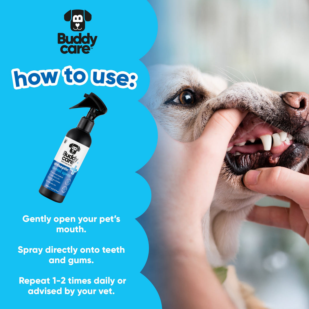 How to use Buddycare Antiseptic Dental Spray: open the mouth and spray onto teeth and gums 1 to 2 times daily