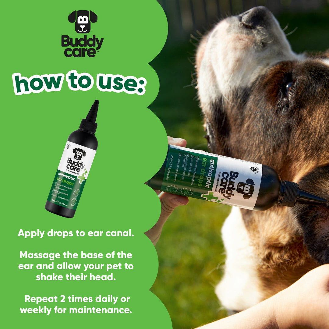 How to use Buddycare Antiseptic Ear Drops: apply to ear canal, massage base of ear, repeat twice daily