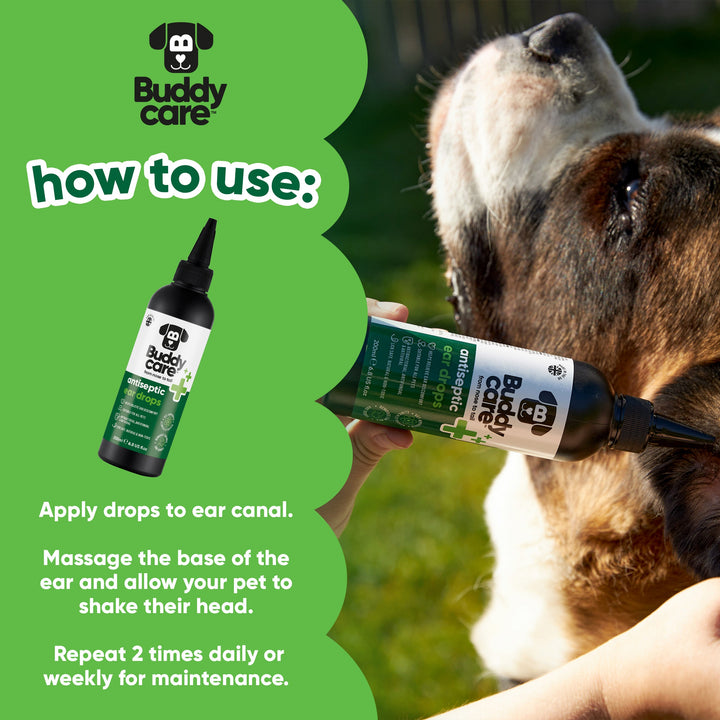 How to use Buddycare Antiseptic Ear Drops: apply to ear canal, massage base of ear, repeat twice daily