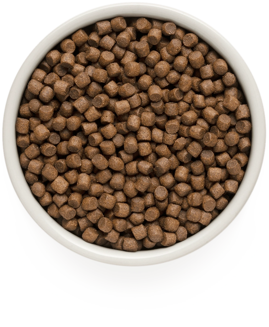 Grandorf Lamb and Turkey Adult Mini small breed kibble in a bowl
