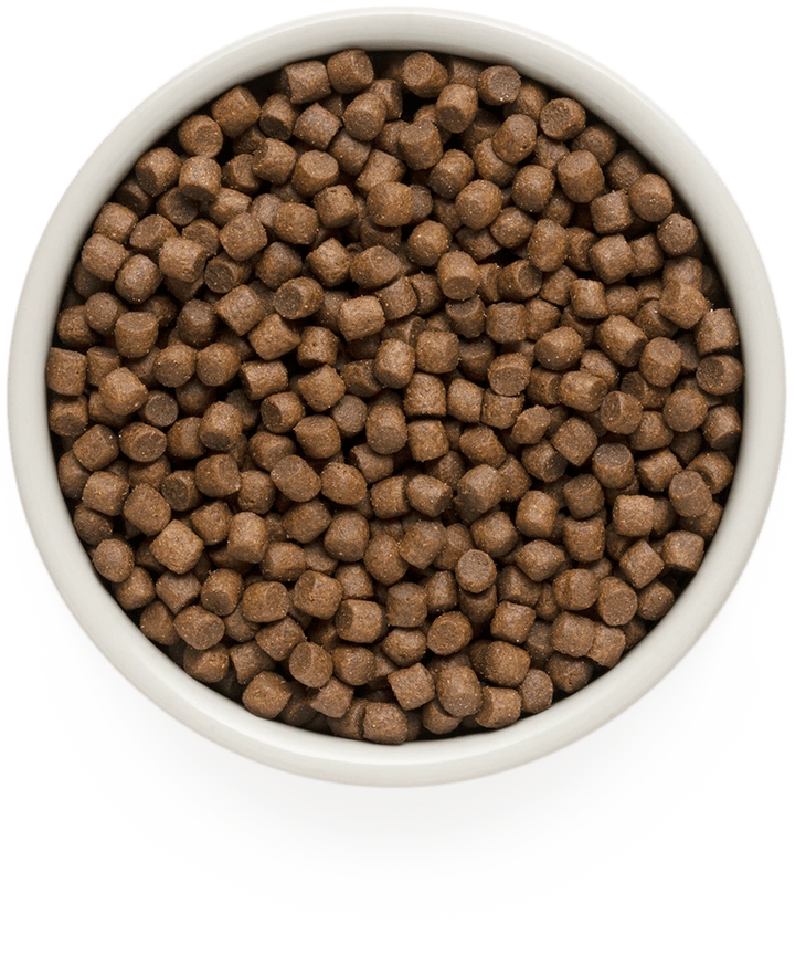 Grandorf Lamb and Turkey Adult Mini small breed kibble in a bowl