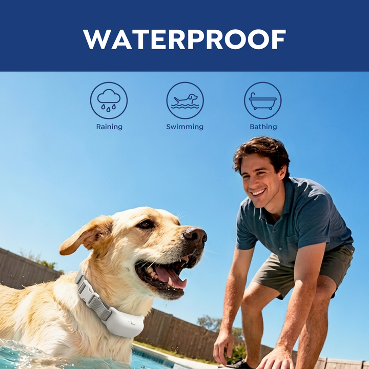 Labrador wearing the PawGuard T200 waterproof collar in a swimming pool