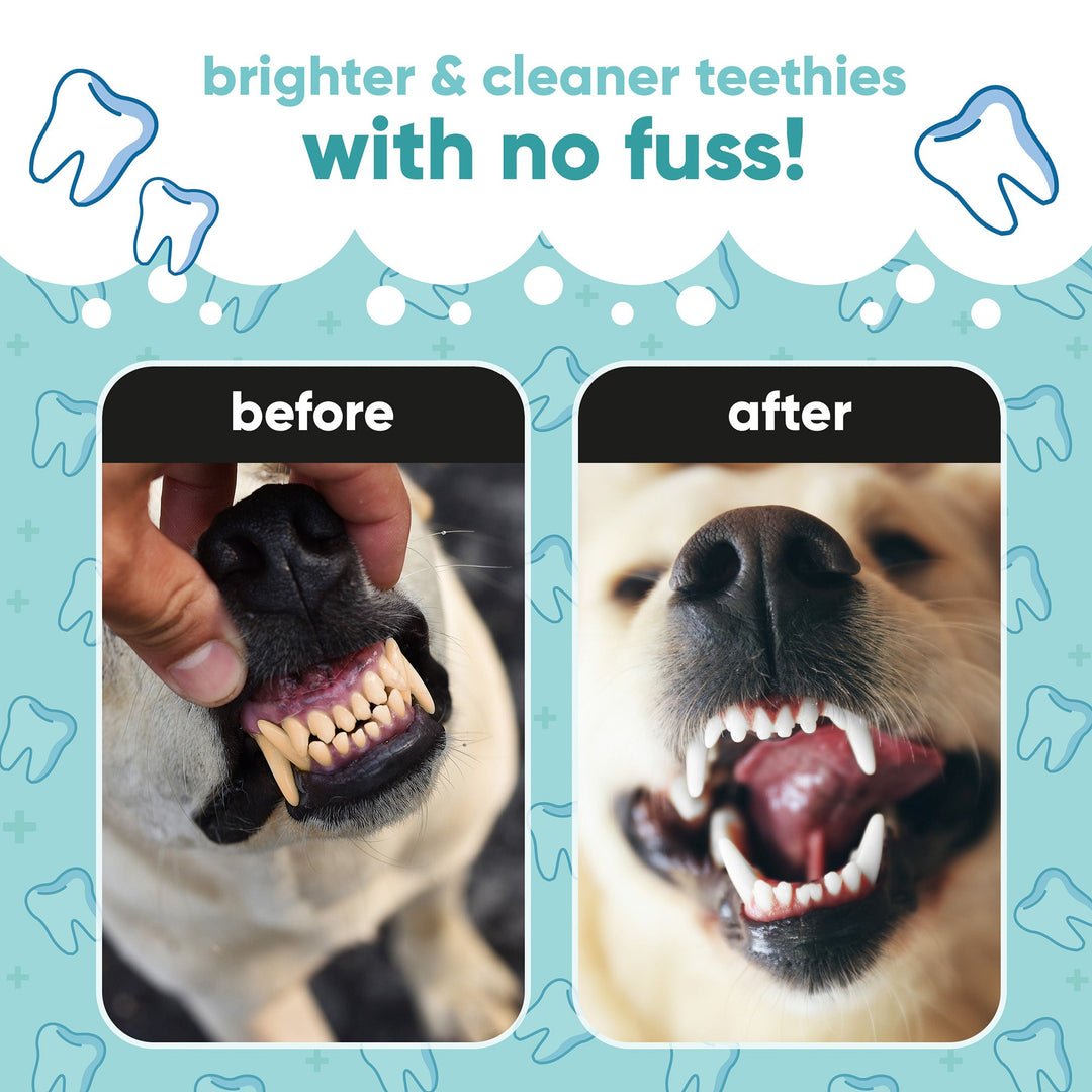 Before and after: dog's teeth brighter and cleaner with Buddycare Dog Dental Care Solution
