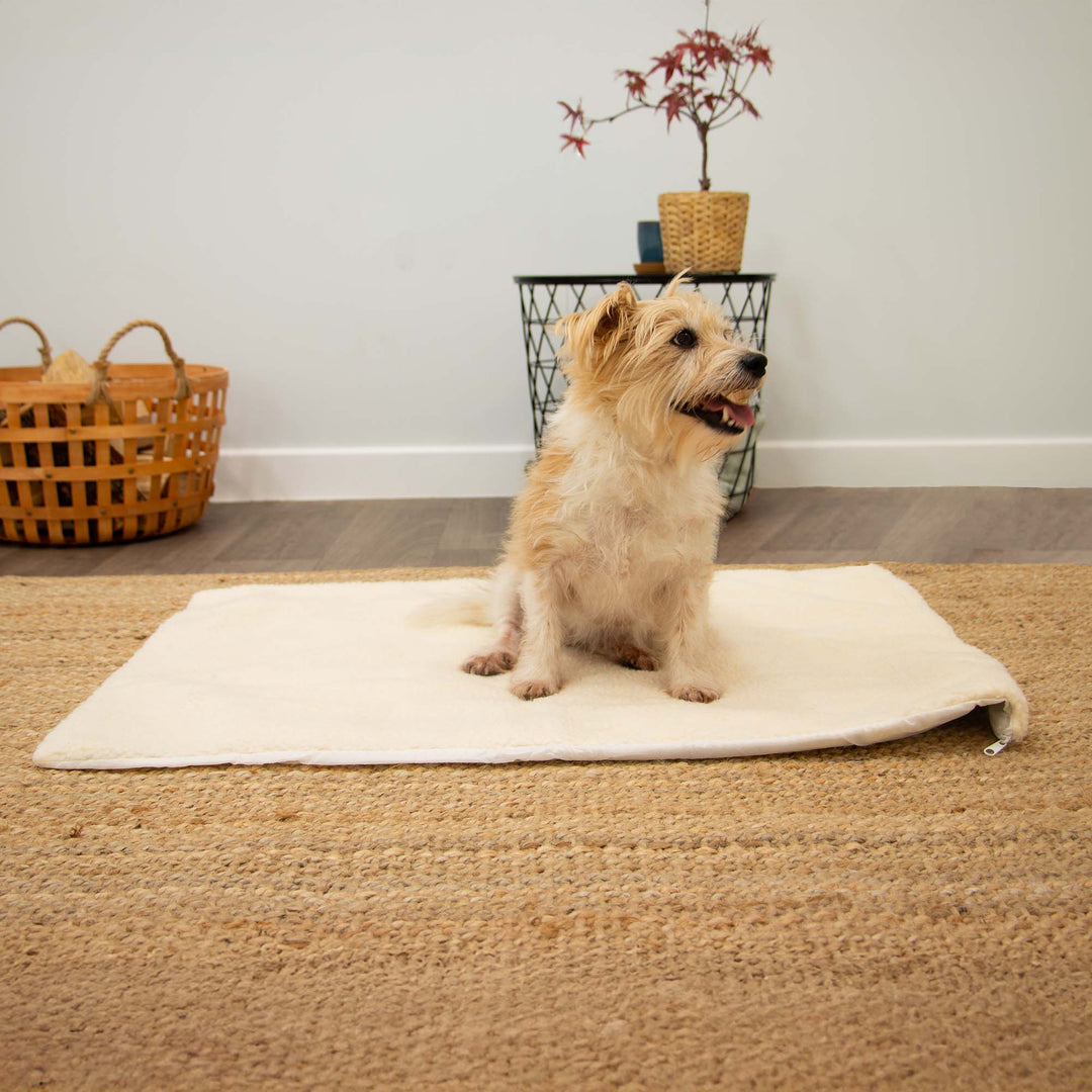Dog sitting on the Ancol Self Heating Pet Pad at home