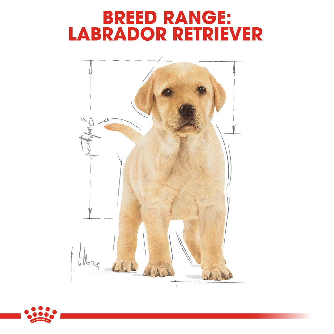 Royal Canin breed range: Labrador Retriever puppy