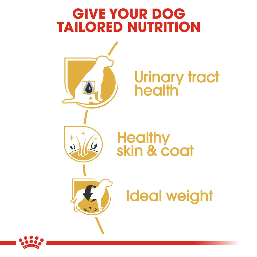 Royal Canin Bichon Frise Adult benefits: urinary tract health, healthy skin and coat, ideal weight
