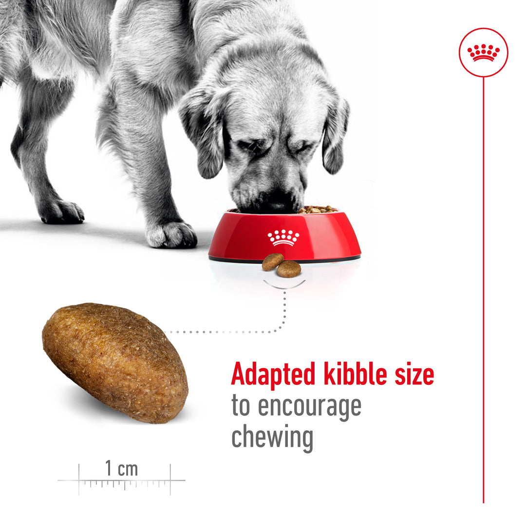 Royal Canin Maxi Adult adapted kibble size to encourage chewing