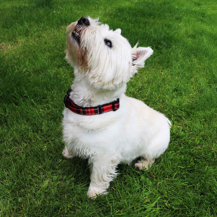 West Highland Terrier wearing the Ancol Soho Red Tartan Adjustable Dog Collar