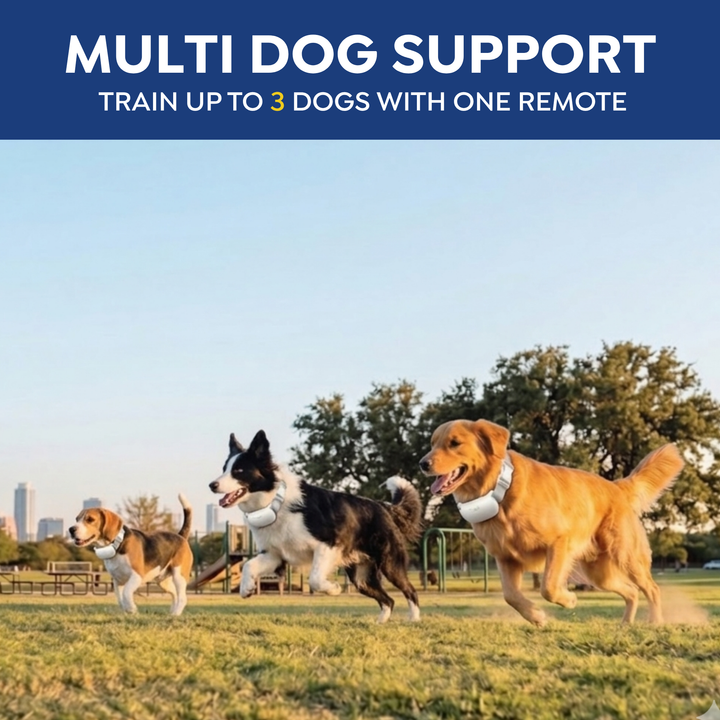 Three dogs wearing PawGuard T200 collars, train up to 3 dogs with one remote