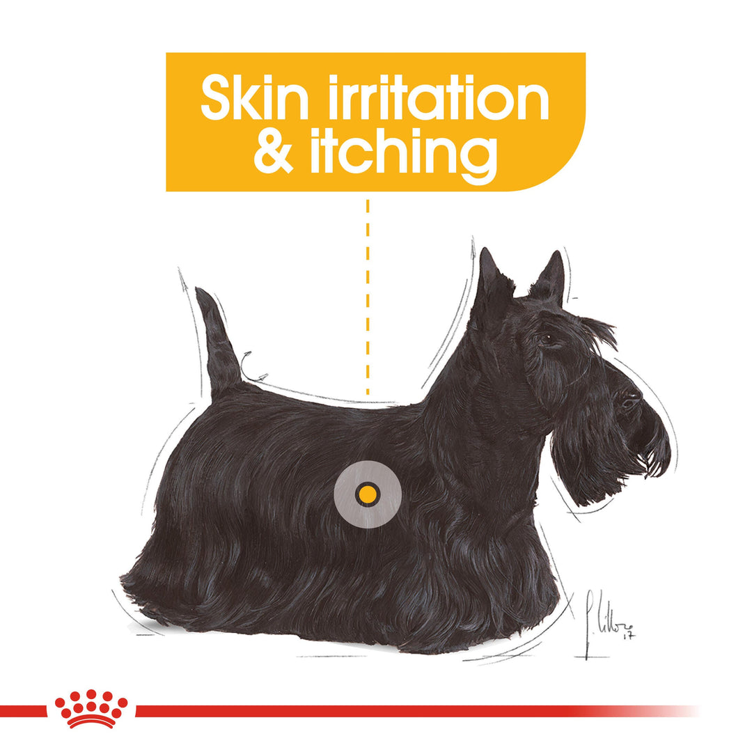 Royal Canin Mini Dermacomfort for dogs prone to skin irritation and itching