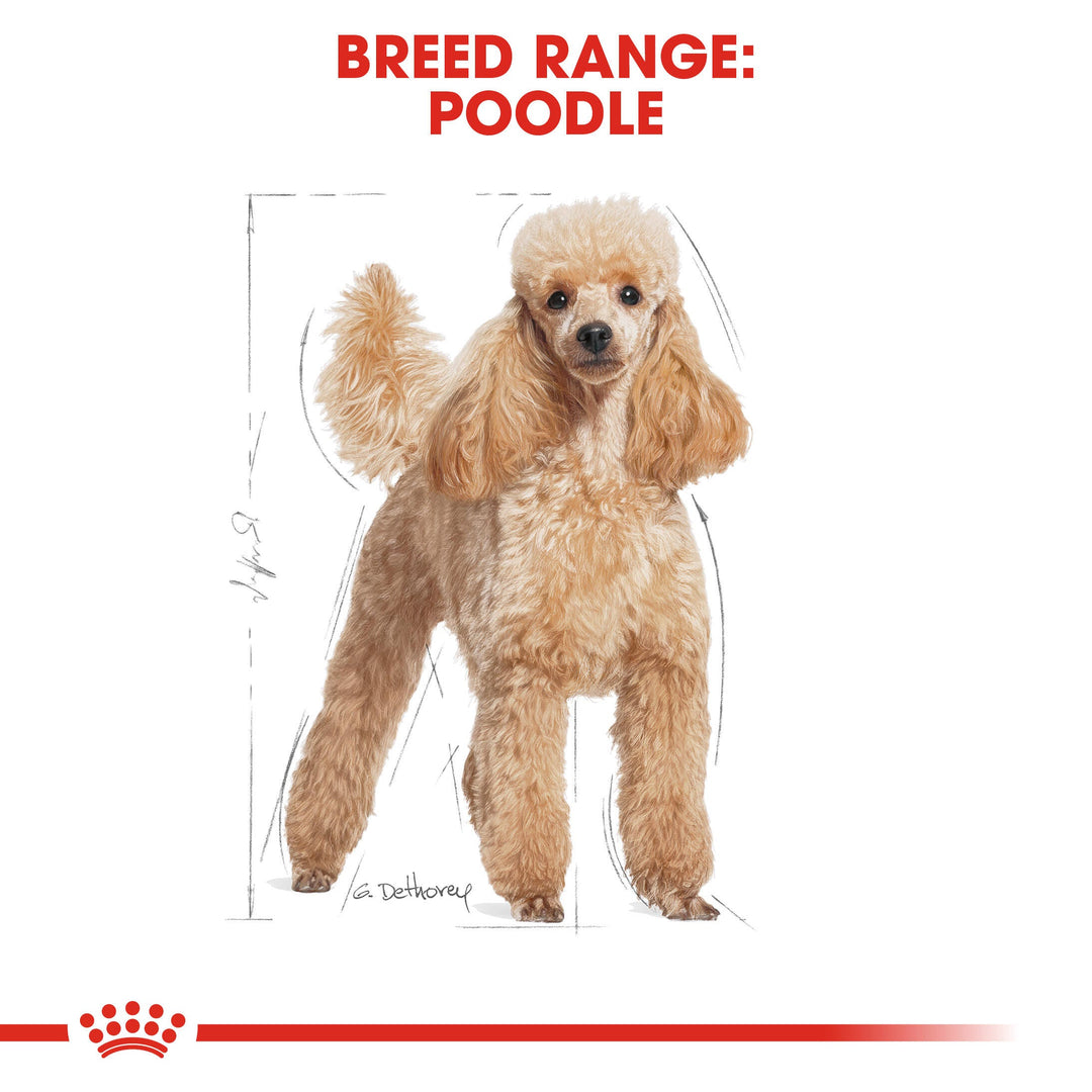 Royal Canin breed range illustration of a Poodle