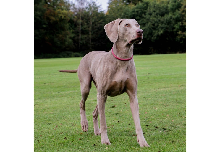 Ancol Timberwolf Rolled Collar Raspberry