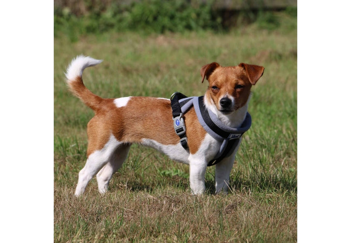 Ancol Viva Padded Dog Harness Black