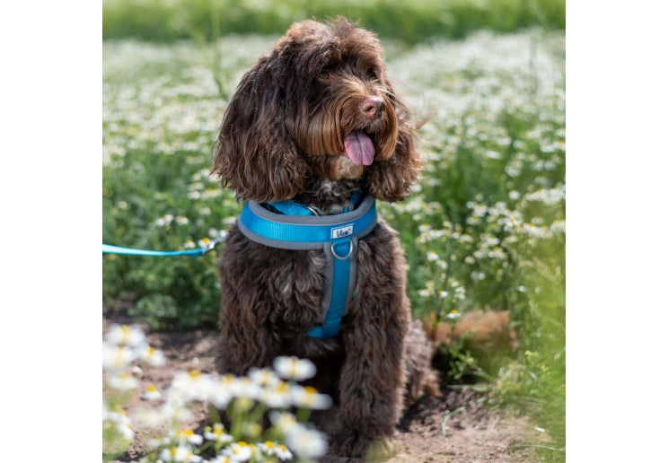 Ancol Viva Padded Harness Blue