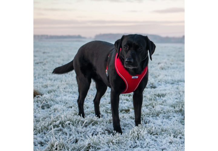 Ancol Viva Comfort Dog Harness Red