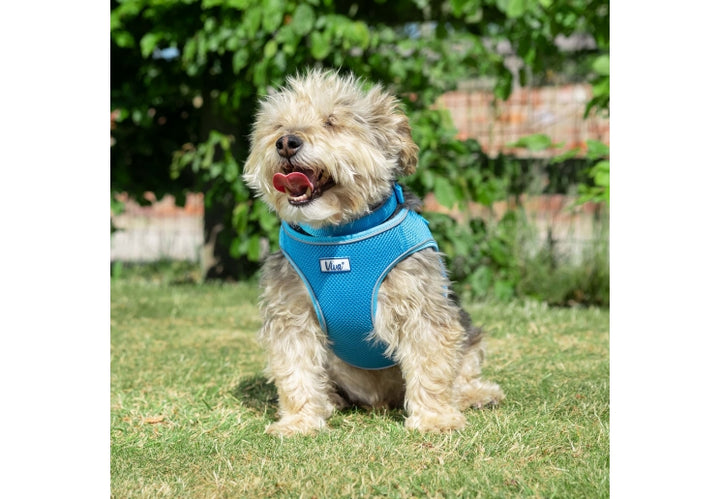 Ancol Viva Step-in Harness Blue