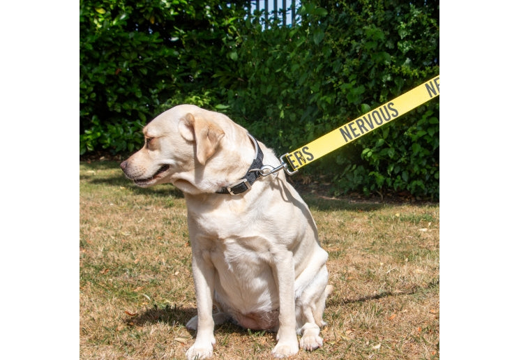 Ancol 40mm Awareness Lead