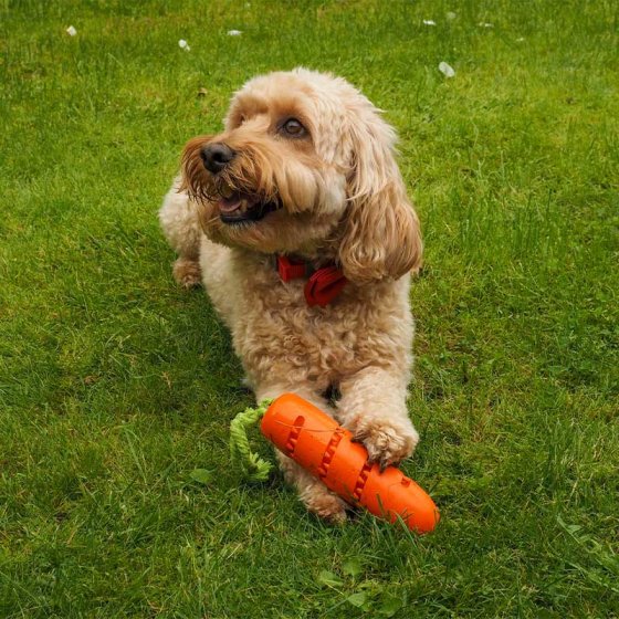 Carrot Treat Dispenser Dog Toy