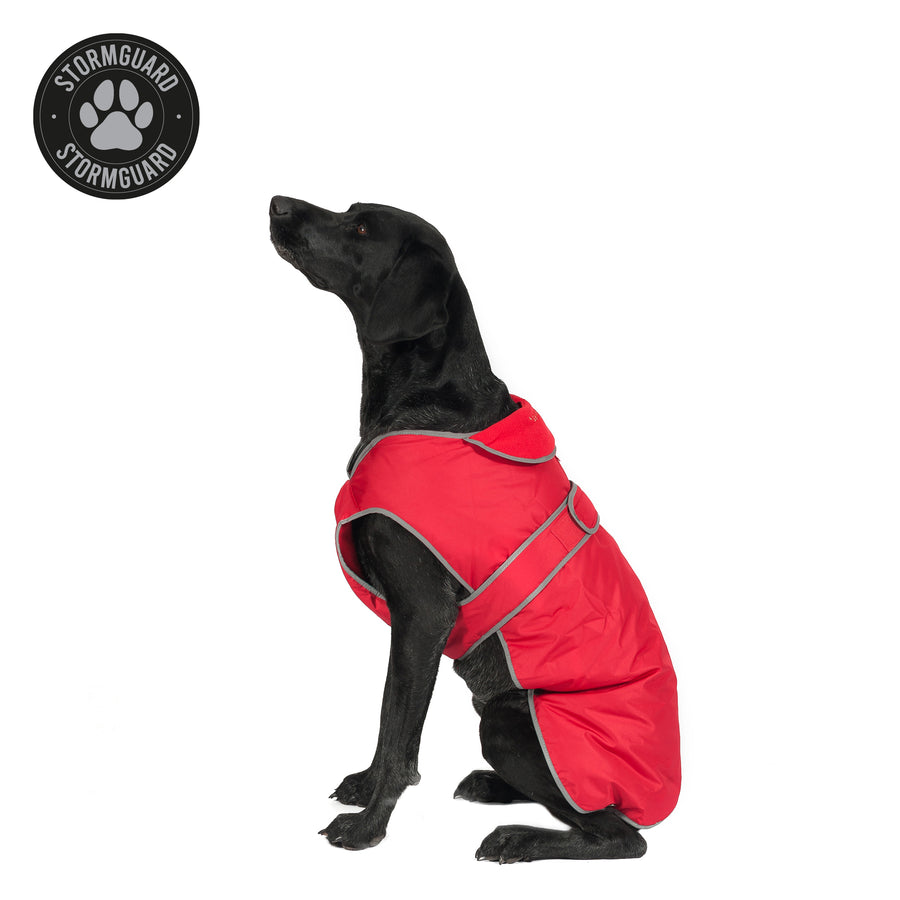 Black Labrador wearing the Ancol Stormguard dog coat in red with reflective edging