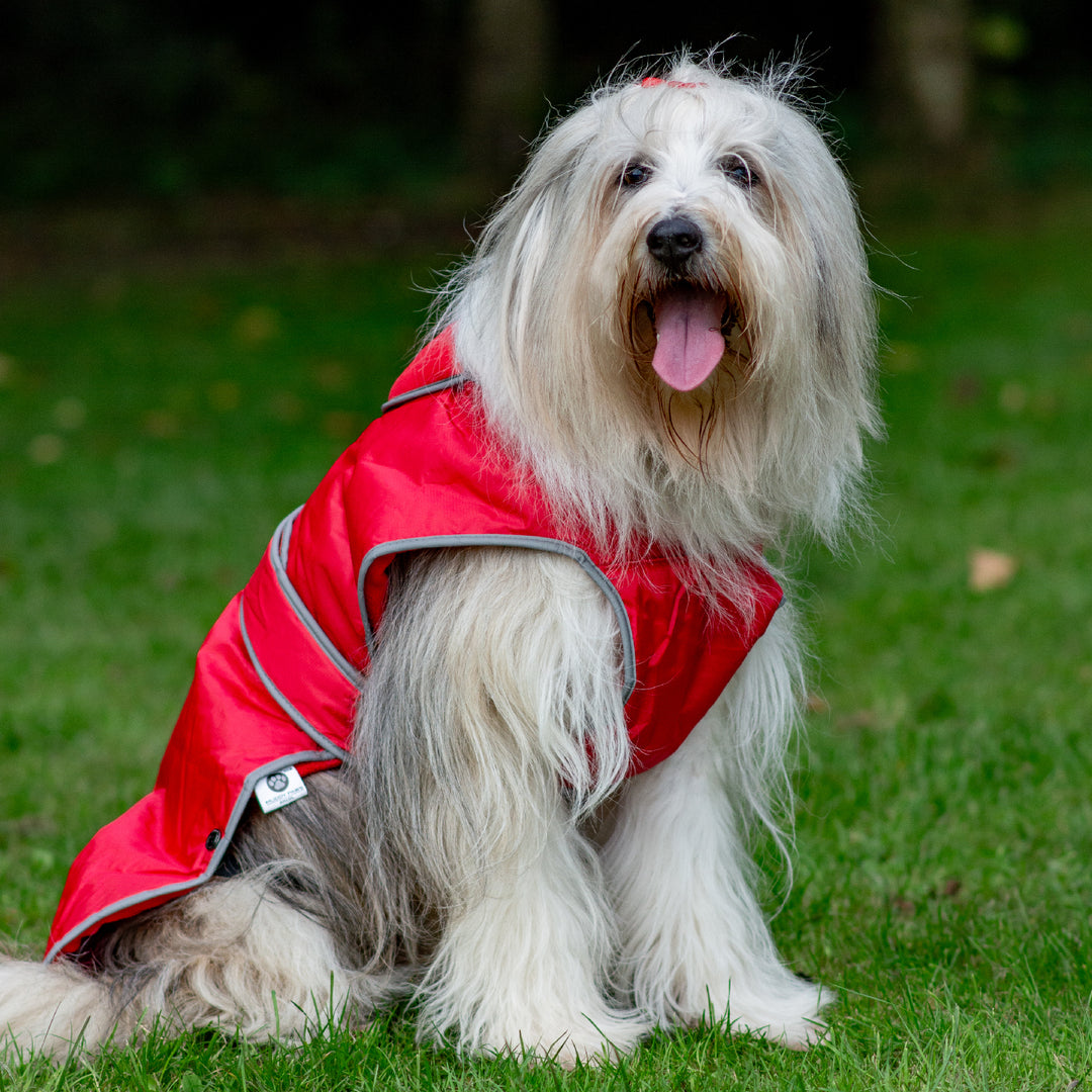 Bearded Collie wearing the Ancol Stormguard dog coat in red, front view