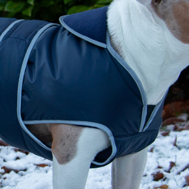 Ancol Stormguard navy coat chest protector and reflective edging on a dog