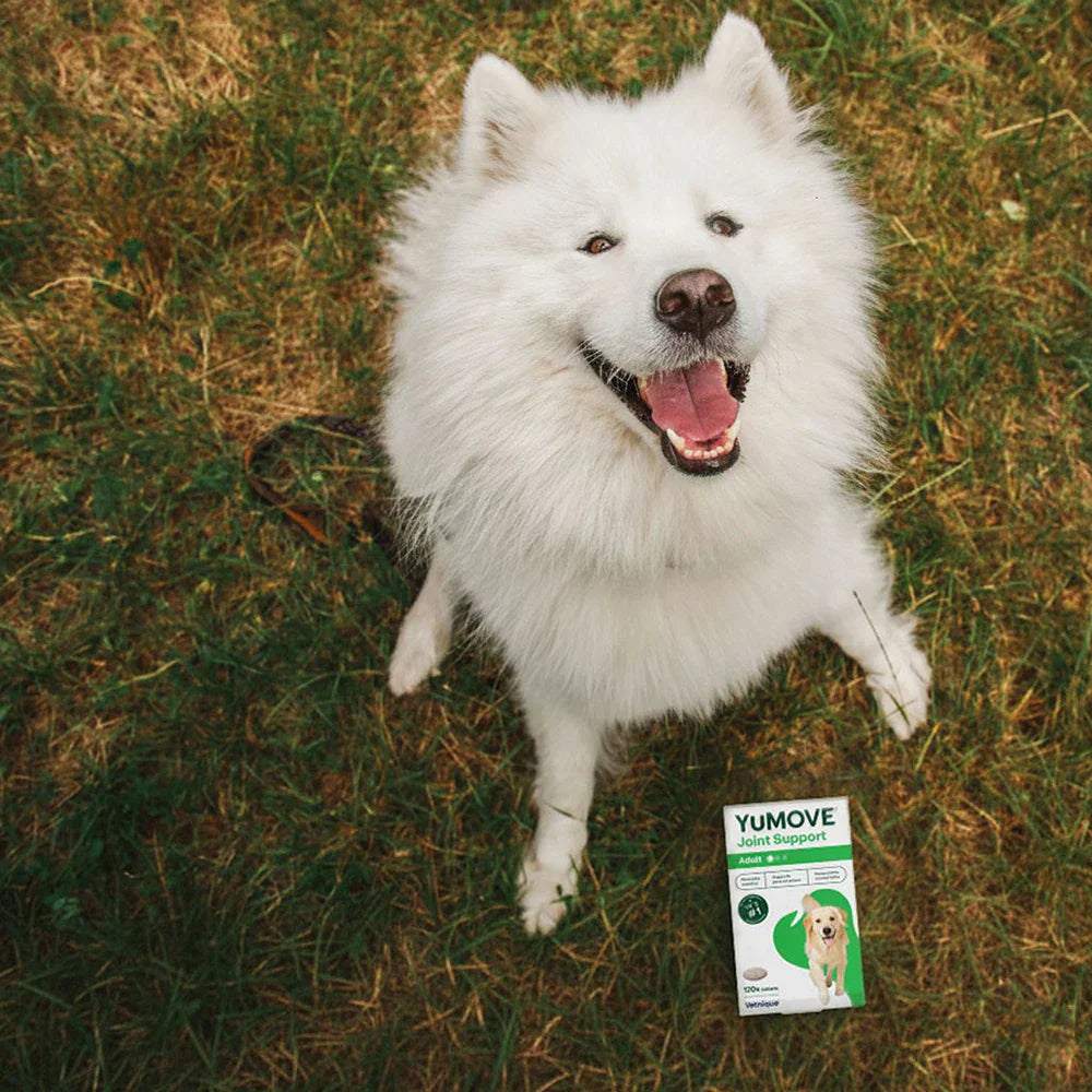 Samoyed dog sitting beside a pack of YuMOVE Joint Support for Adult Dogs