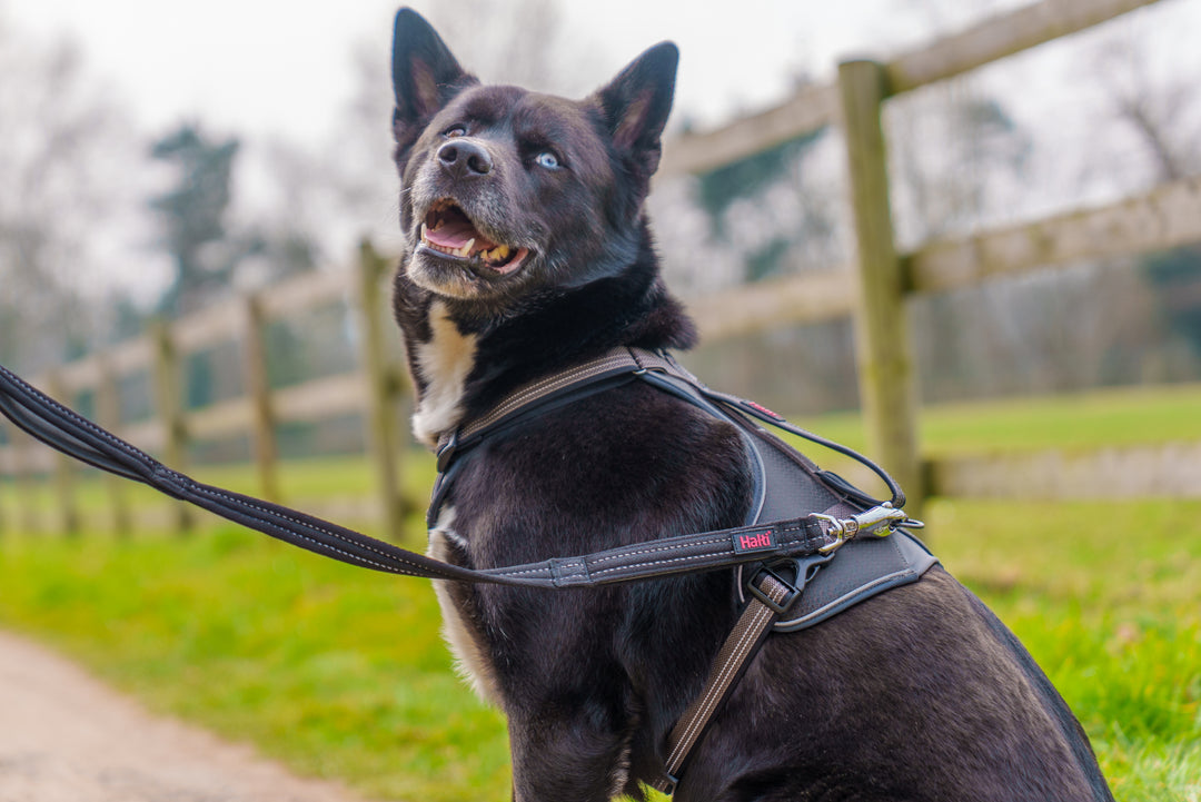 Black dog wearing a harness walking on the Halti BRIG Safety Lead
