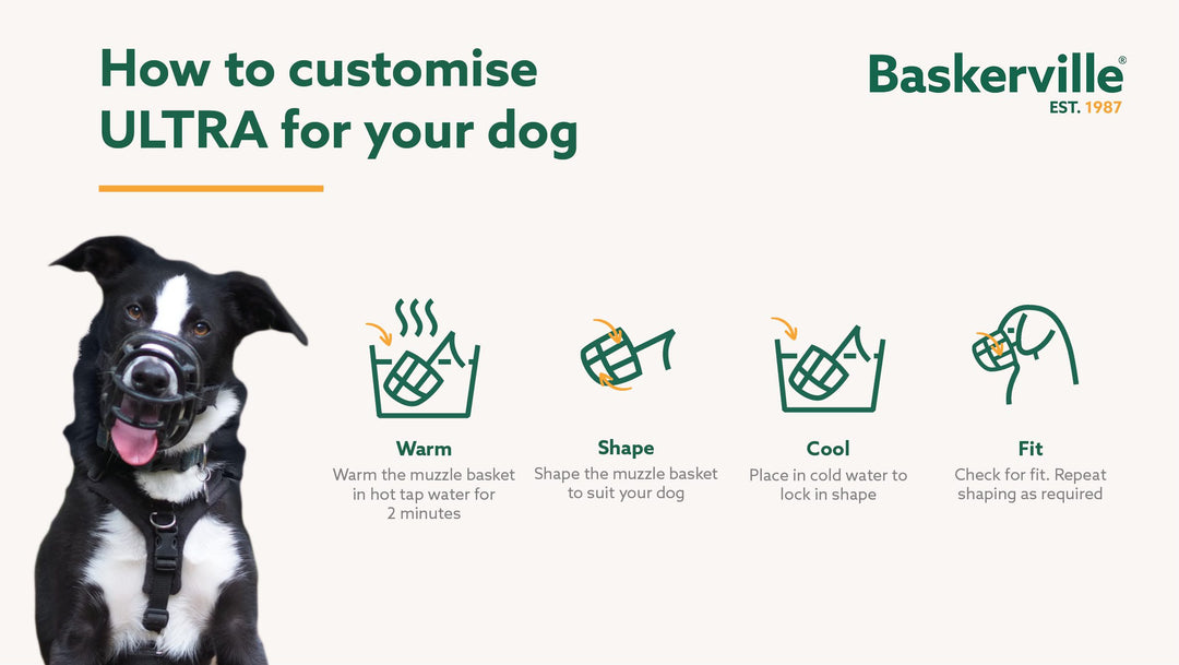 How to heat shape the Baskerville Ultra Muzzle: warm, shape, cool and fit