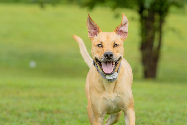 Petsafe Classic In-ground Fence