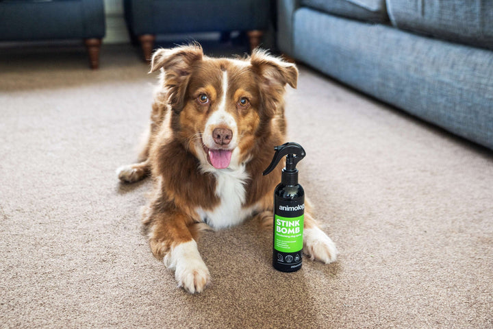 Dog lying beside a bottle of Animology Stink Bomb Deodorising Dog Spray