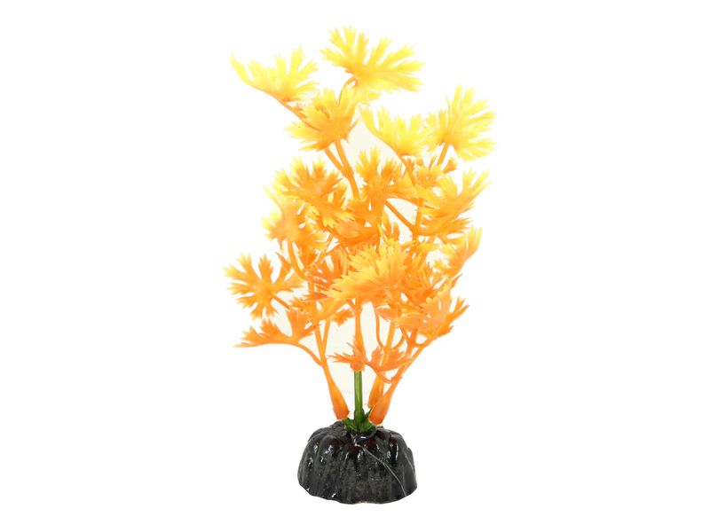 LAME VARIGATED GRASS PLAS PLANT