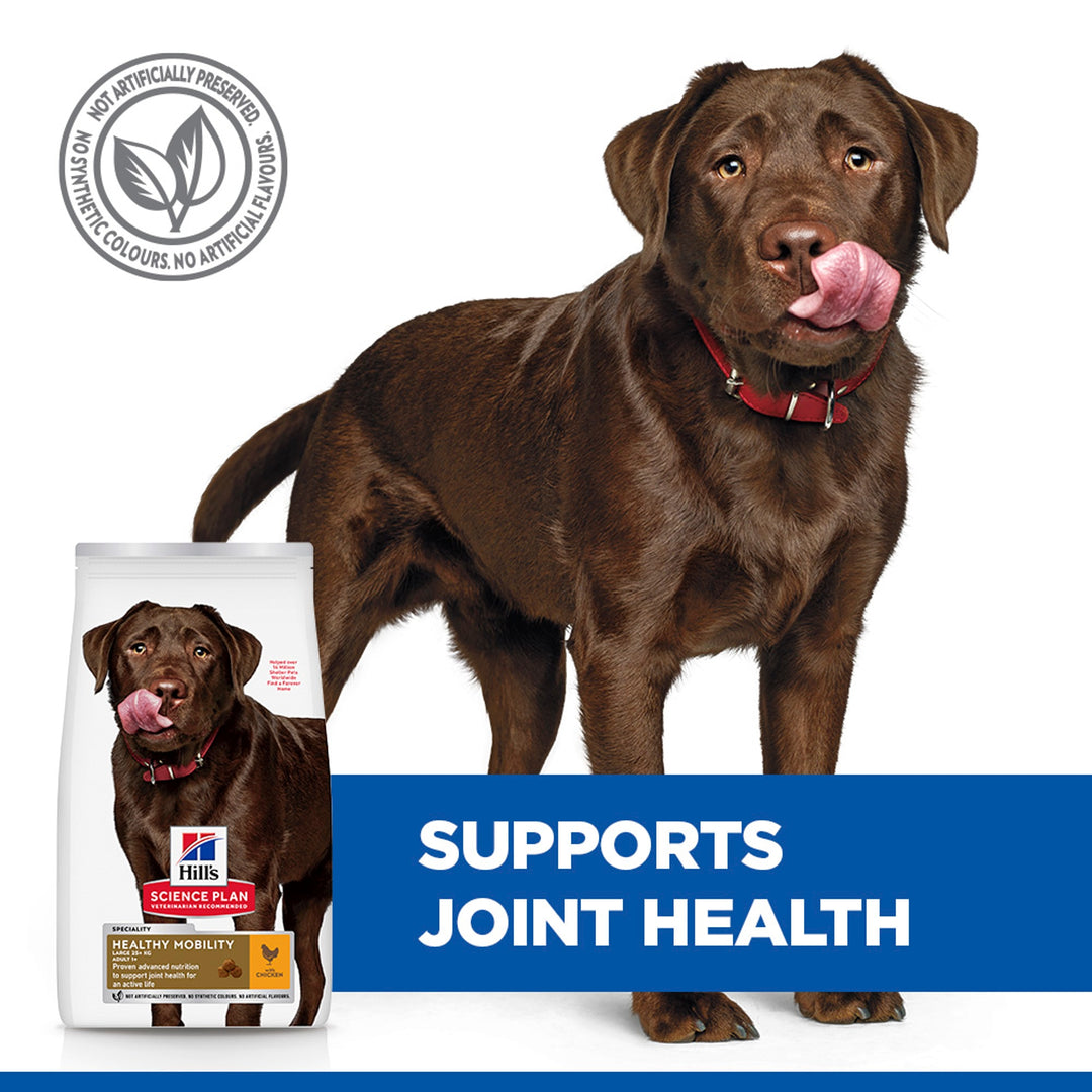 Chocolate Labrador with Hill's Healthy Mobility Large Breed bag, supports joint health