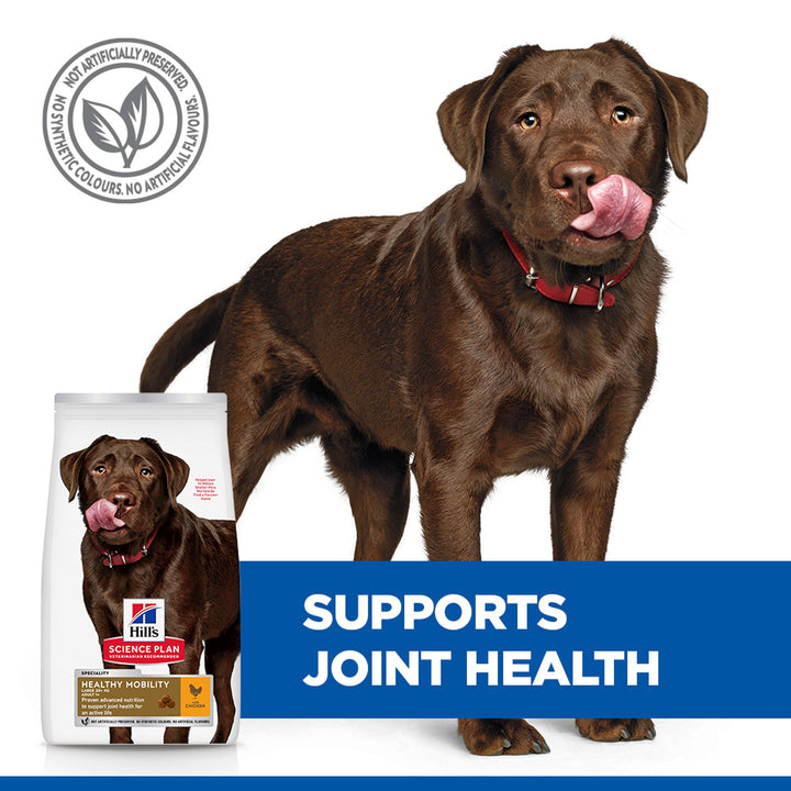 Chocolate Labrador with Hill's Healthy Mobility Large Breed bag, supports joint health