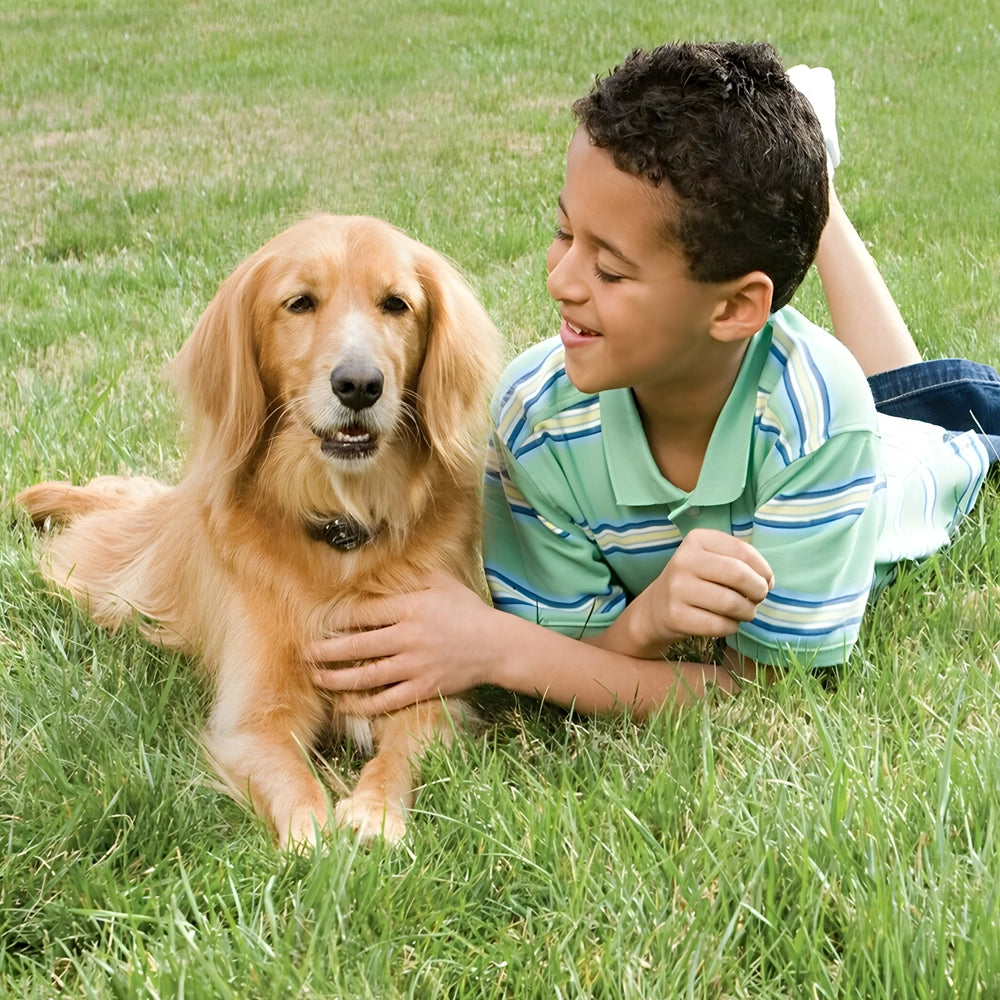 Petsafe Radio Fence for Medium to Large Dogs