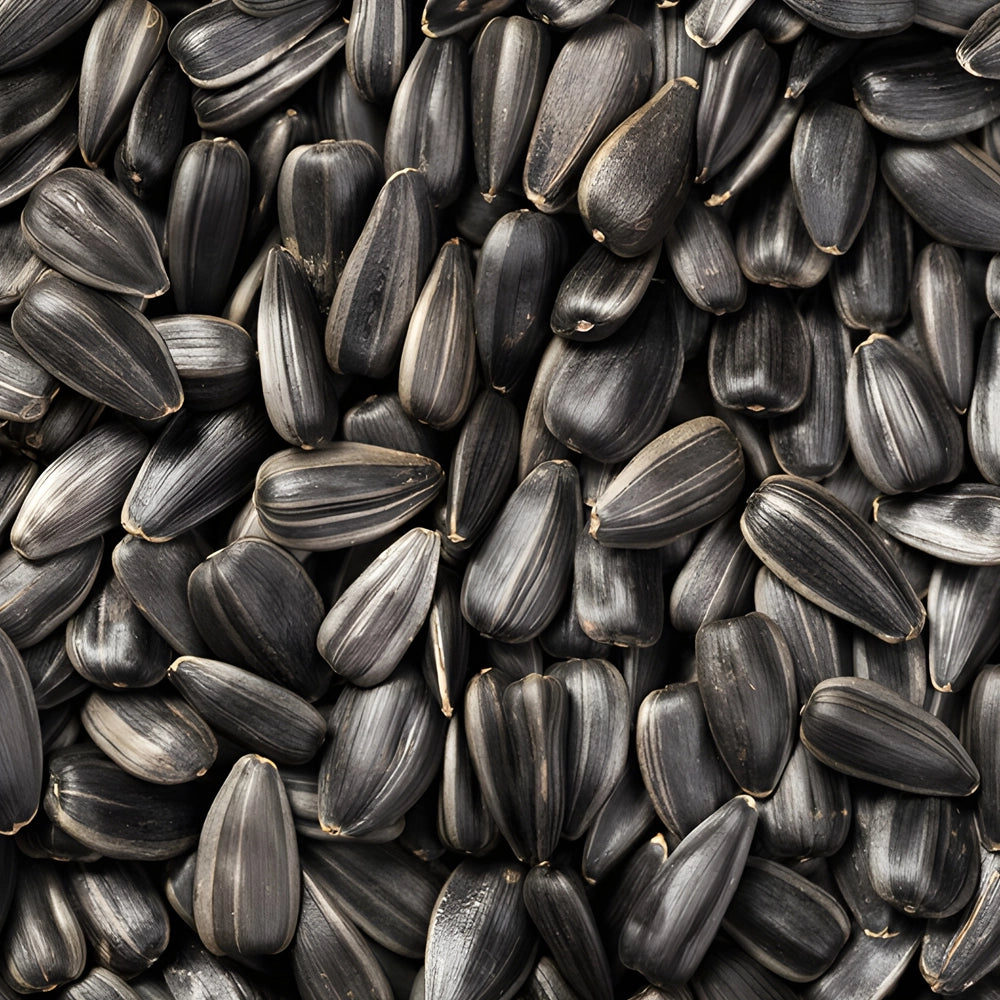 Close up of black sunflower wild bird seeds.