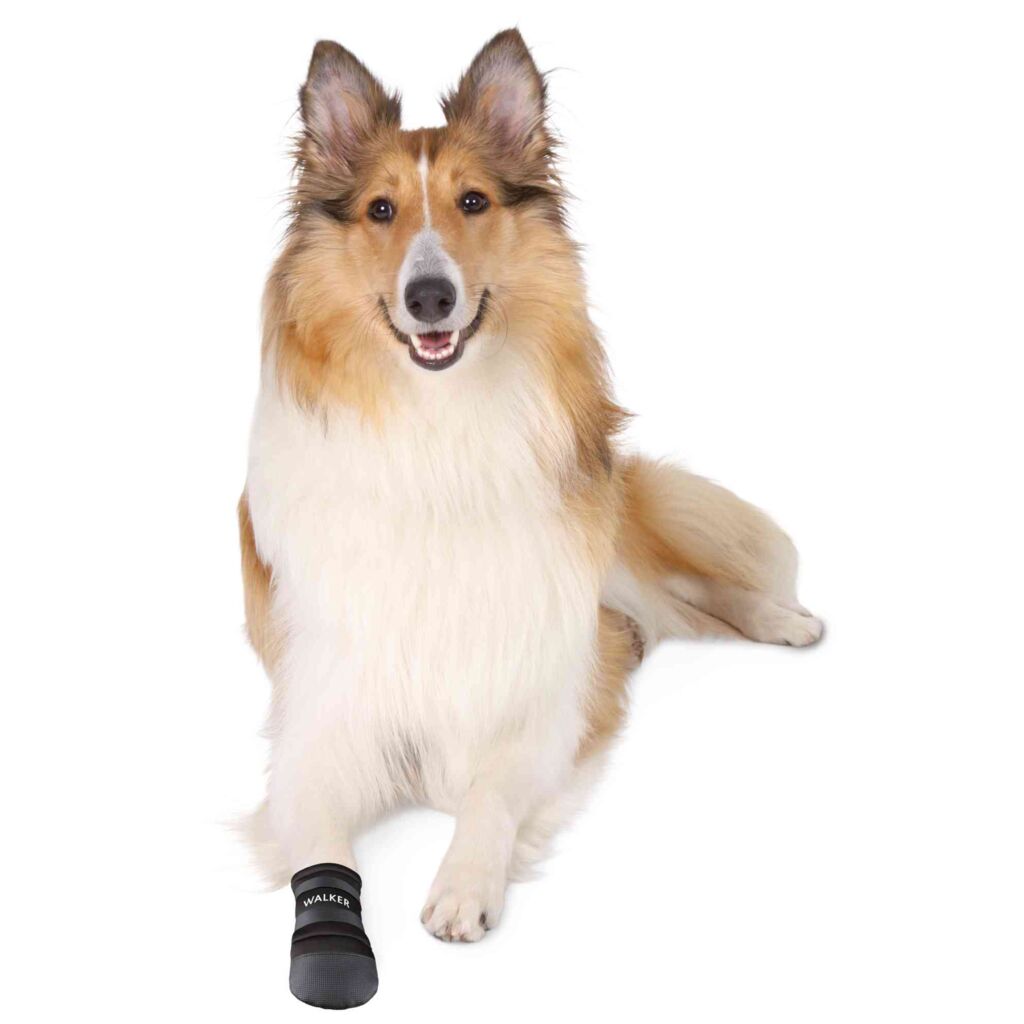 Collie wearing a Trixie Walker Care Protective Dog Boot on its front paw