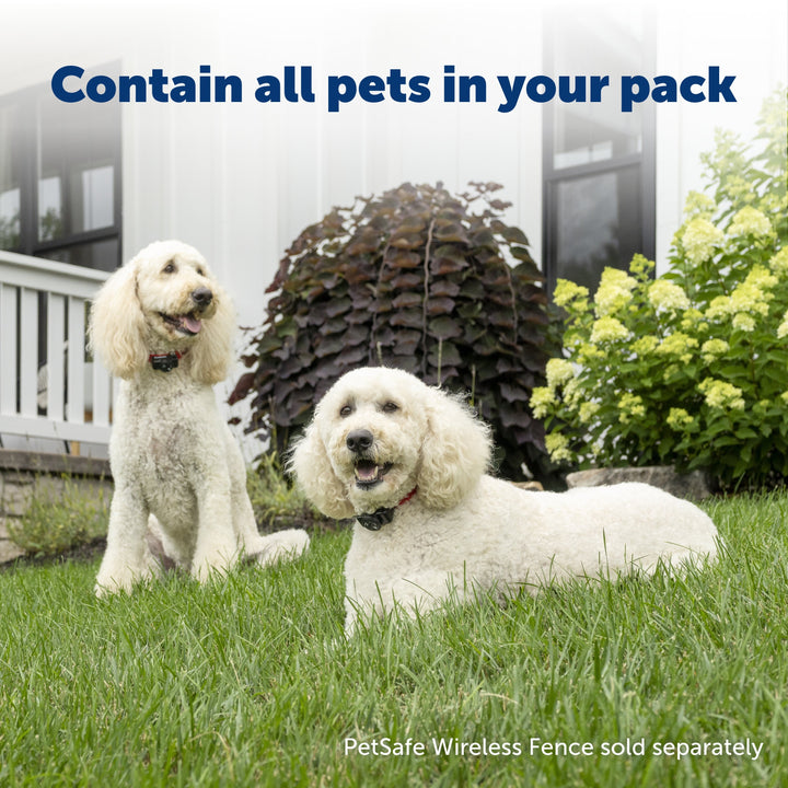 Two dogs in a garden: add a PetSafe receiver collar for every dog, wireless fence sold separately