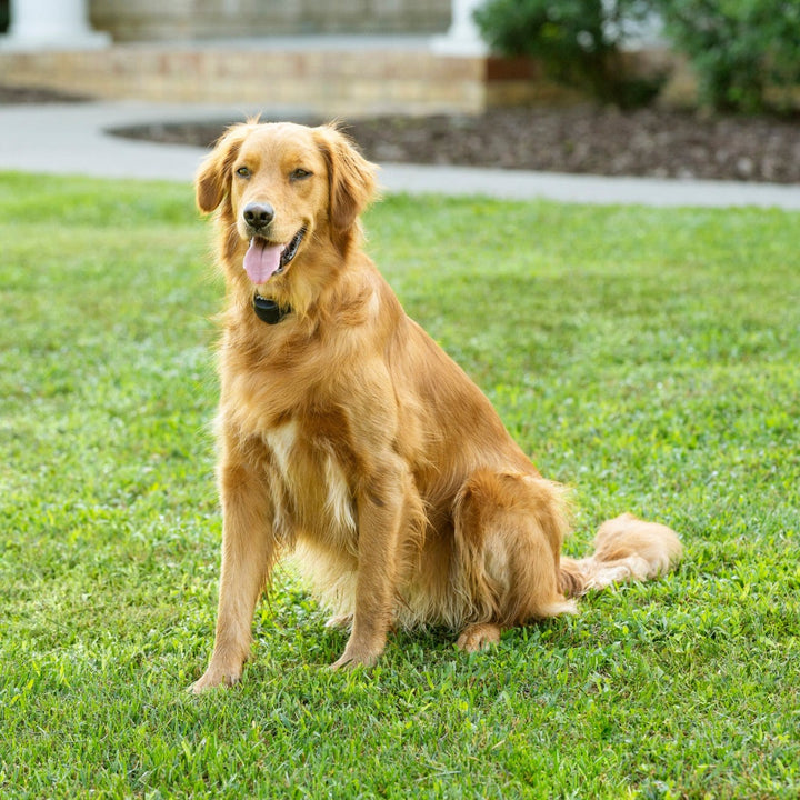 Golden retriever wearing a PetSafe Stay & Play receiver collar, sitting on a lawn