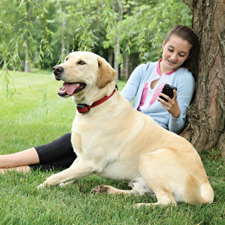 Labrador wearing the red PetSafe Stay and Play Stubborn Dog receiver collar in the garden