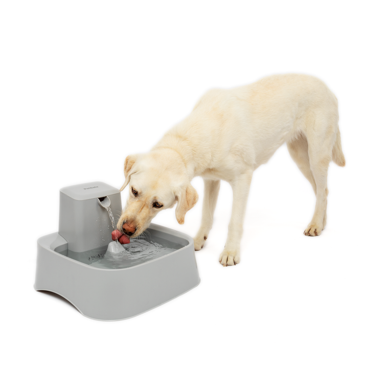 Yellow Labrador drinking from the PetSafe Drinkwell 7.5 Litre Pet Fountain